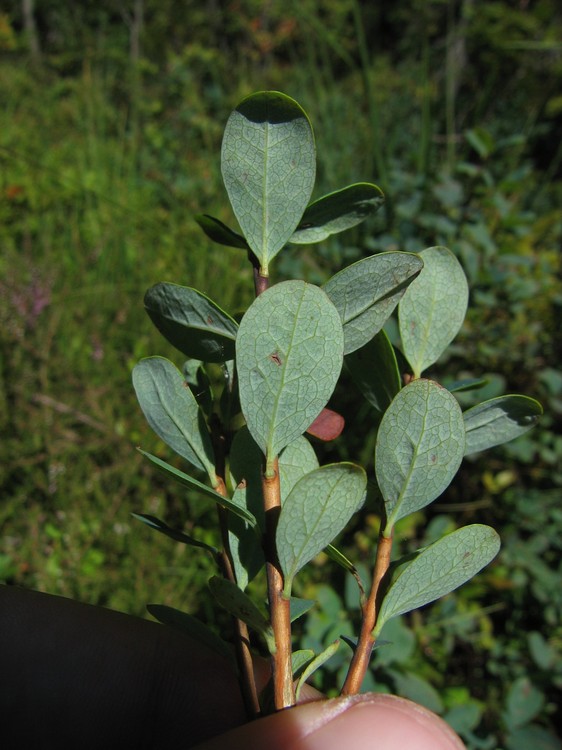 Vaccinium uliginosum